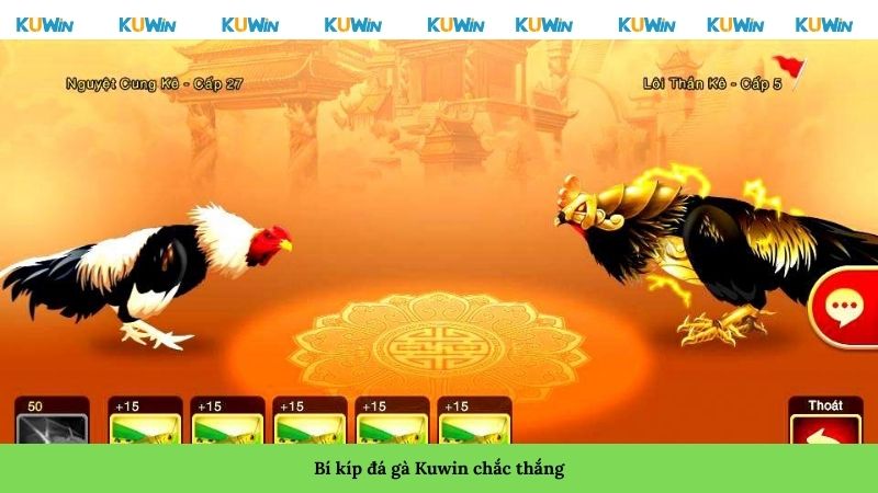Bí kíp đá gà Kuwin chắc thắng
