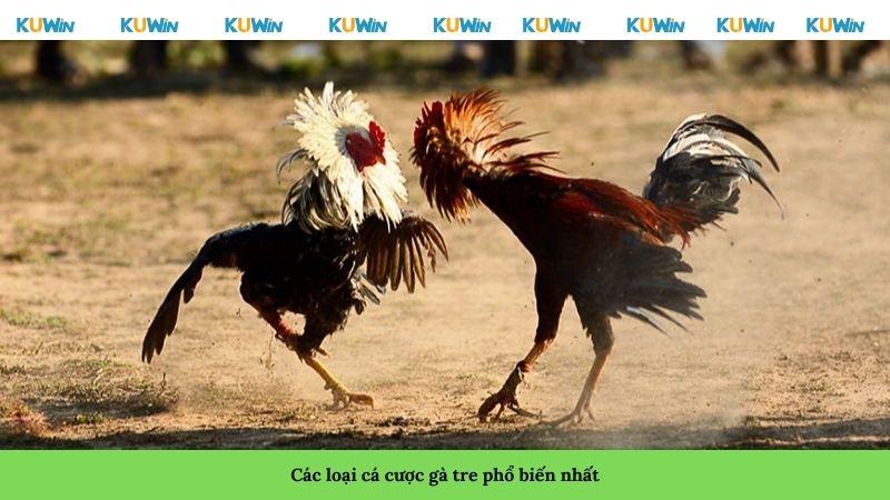Các loại cá cược gà tre phổ biến nhất