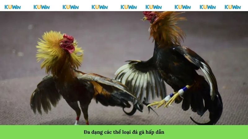 Đa dạng các thể loại đá gà hấp dẫn
