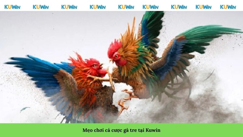 Mẹo chơi cá cược gà tre tại Kuwin