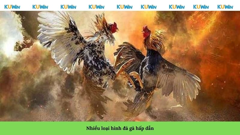 Nhiều loại hình đá gà hấp dẫn