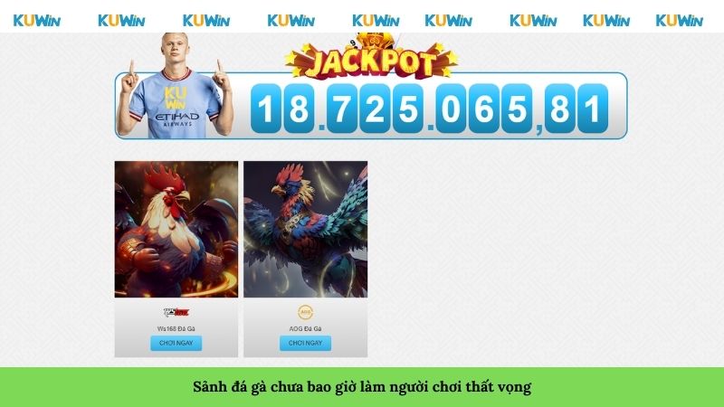 Sảnh đá gà chưa bao giờ làm người chơi thất vọng