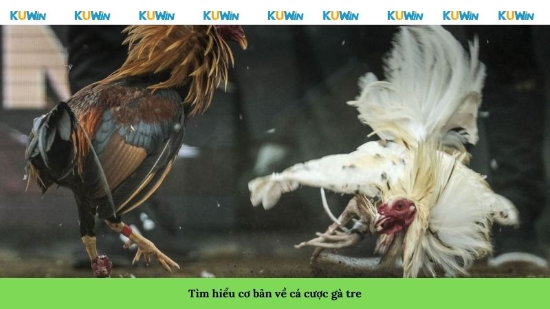 Tìm hiểu cơ bản về cá cược gà tre