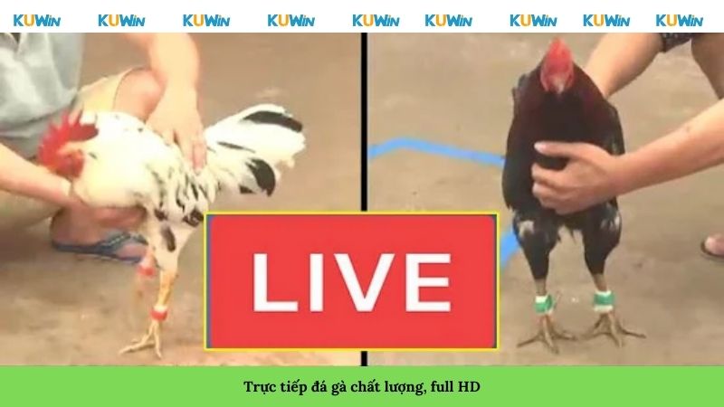 Trực tiếp đá gà chất lượng, full HD