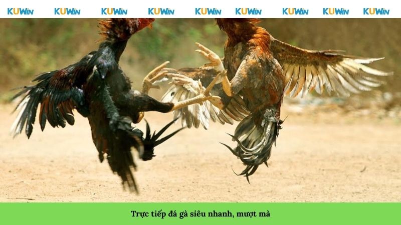Trực tiếp đá gà siêu nhanh, mượt mà
